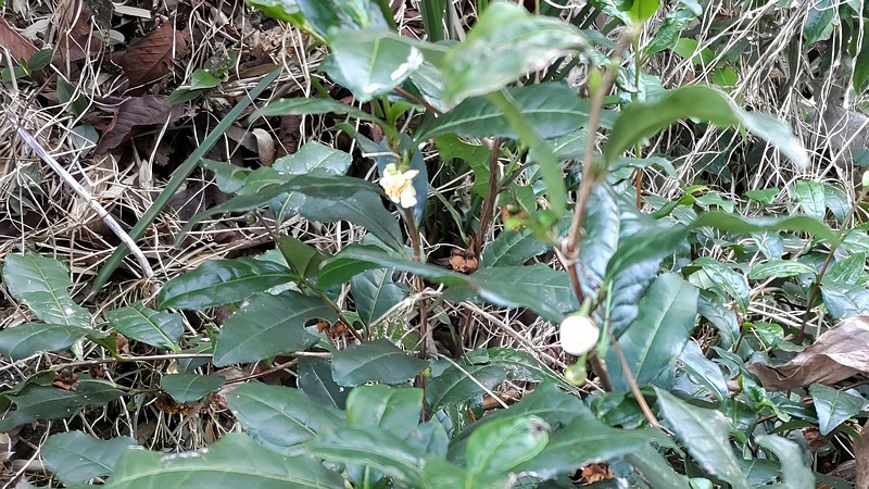 チャノキ 横浜市旭区中希望が丘