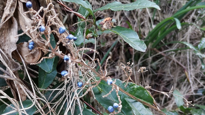 ヤブミョウガの果実 横浜市旭区中希望が丘