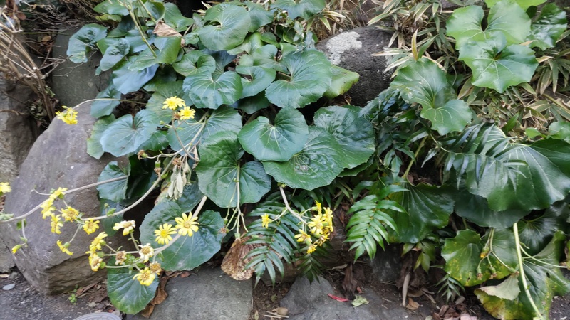 ツワブキ 横浜市旭区中希望が丘