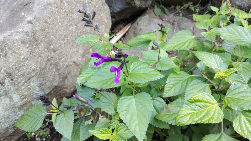 サルビア・ガラニチカ 横浜市旭区中希望が丘