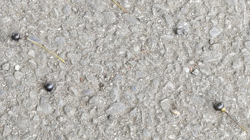 路上のクスノキの果実 東京都大田区平和島公園