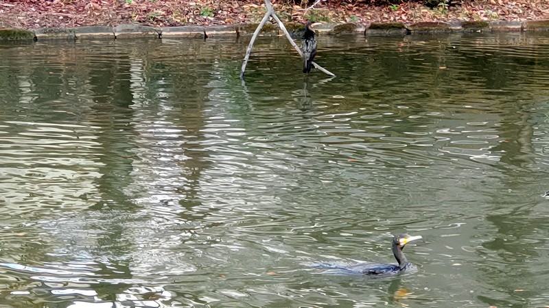 カワウ 東京都大田区平和の森公園