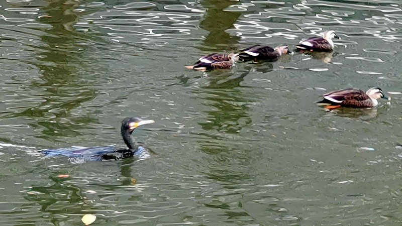 カワウ、カルガモ、オナガガモ 東京都大田区平和の森公園