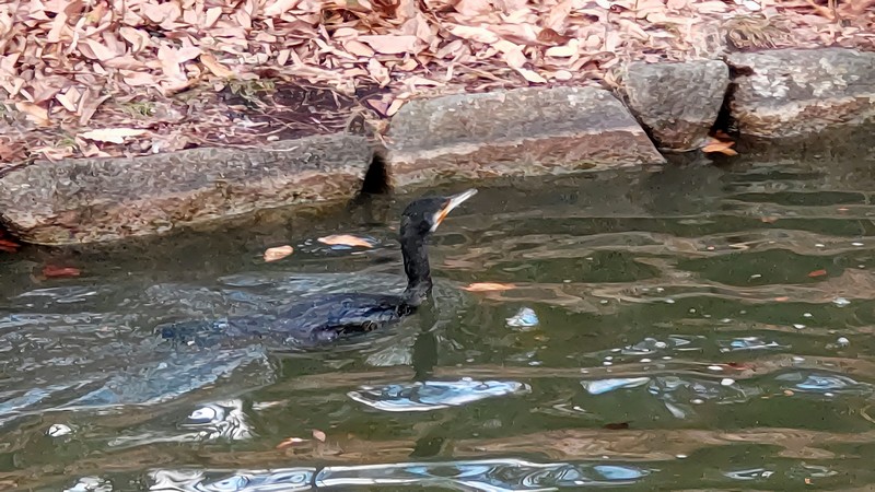 カワウ 東京都大田区平和の森公園