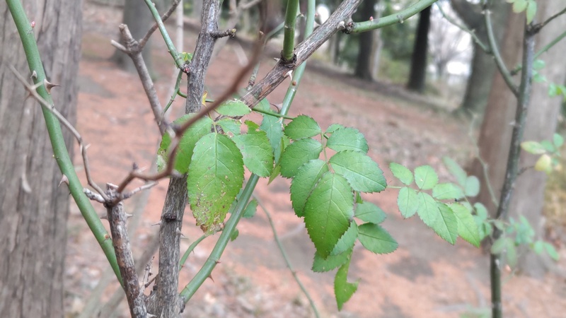 ノイバラ 東京都大田区平和の森公園