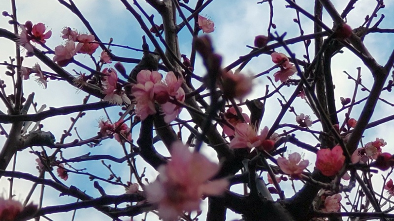ウメ 東京都大田区平和の森公園