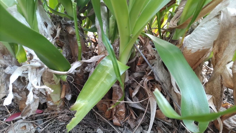 アフリカハマユウ 東京都大田区平和島公園
