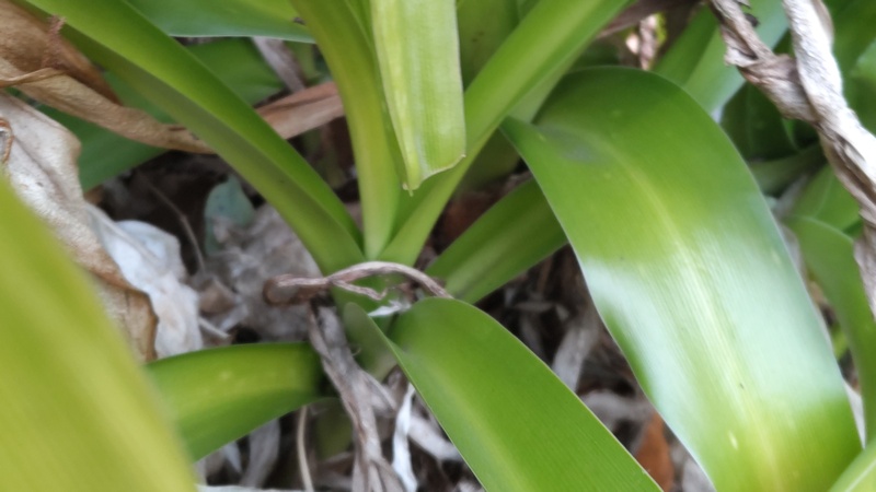 アフリカハマユウ 東京都大田区平和島公園