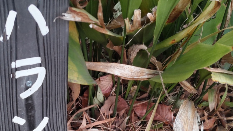 ハランの名札 東京都大田区平和島公園