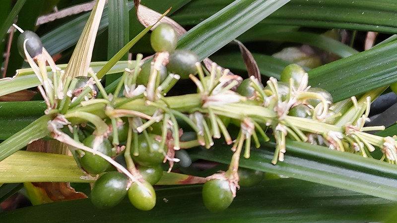 ノシランの果実 東京都大田区平和島公園