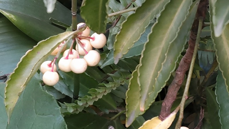 シロミノマンリョウ 東京都大田区平和島公園
