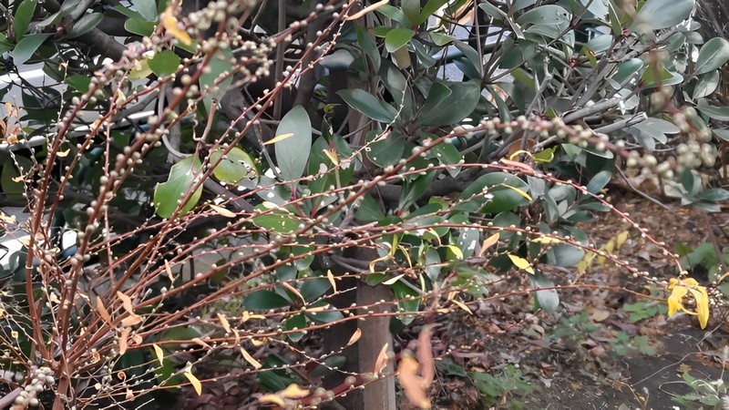 ユキヤナギの冬芽 東京都大田区大和大橋