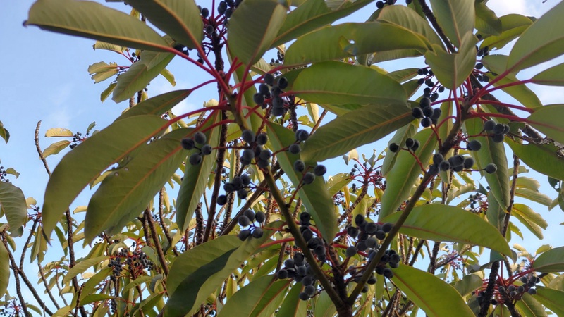 ユズリハの果実 東京都大田区平和の森公園