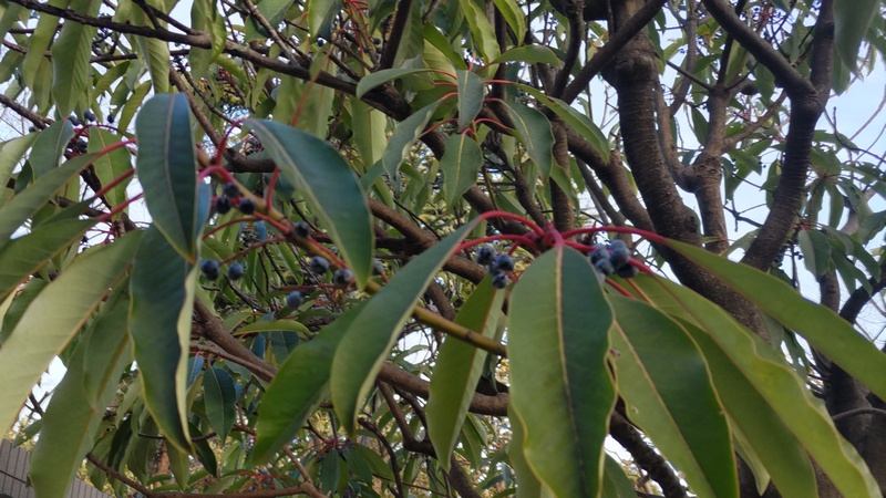 ユズリハの果実 東京都大田区平和の森公園