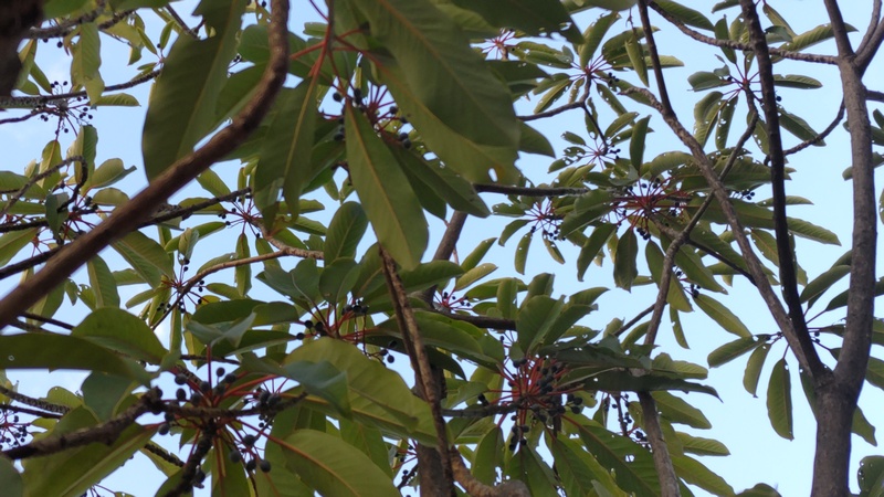 ユズリハの果実 東京都大田区平和の森公園