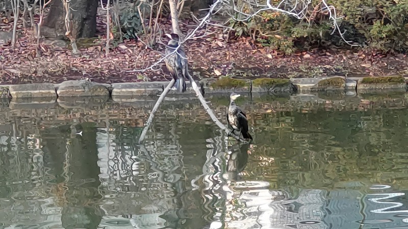 カワウ 東京都大田区平和の森公園