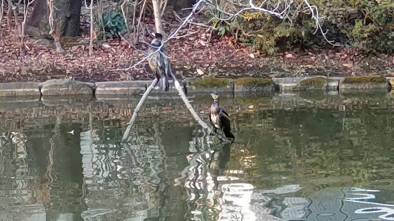 カワウ 東京都大田区平和の森公園