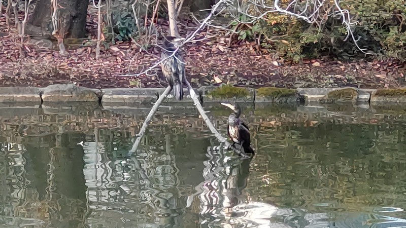 カワウ 東京都大田区平和の森公園