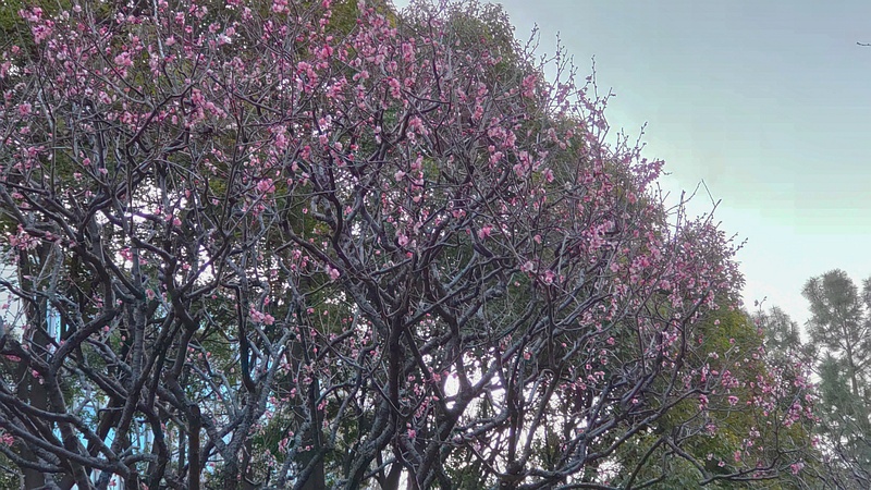 ウメ 東京都大田区平和の森公園