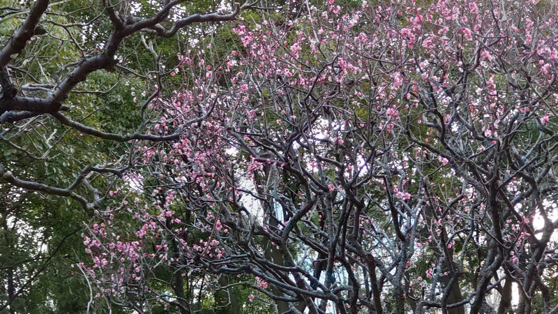 ウメ 東京都大田区平和の森公園