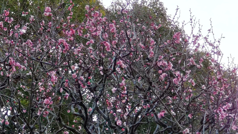 ウメ 東京都大田区平和の森公園