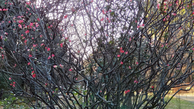 ボケ 東京都大田区平和島公園