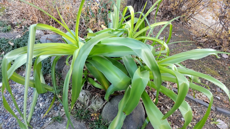アフリカハマユウ 東京都大田区平和島公園