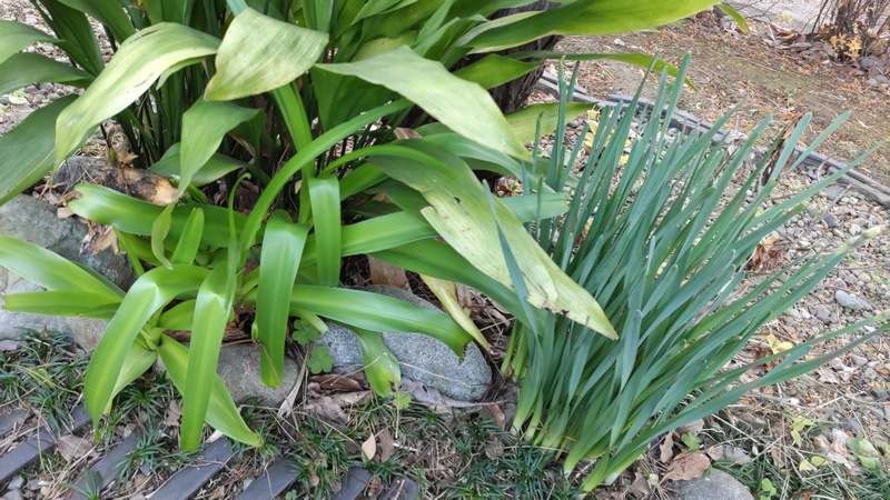 アフリカハマユウ、ハラン、スイセン 東京都大田区平和島公園
