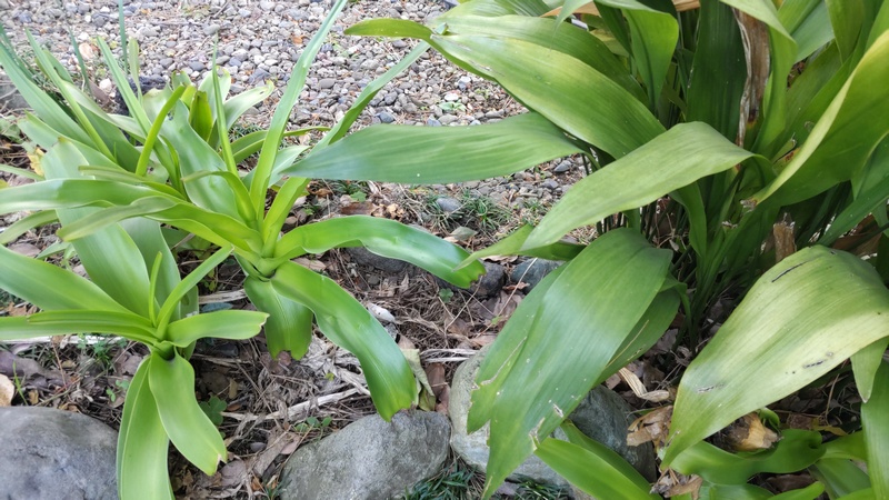 アフリカハマユウ、ハラン 東京都大田区平和島公園