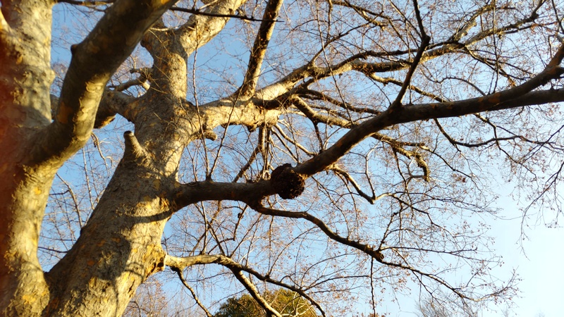 アキニレの鳥の巣 東京都大田区平和島公園