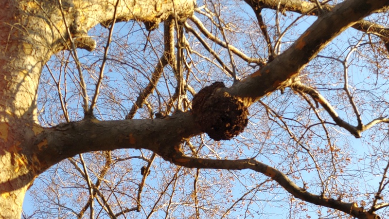 アキニレの鳥の巣 東京都大田区平和島公園