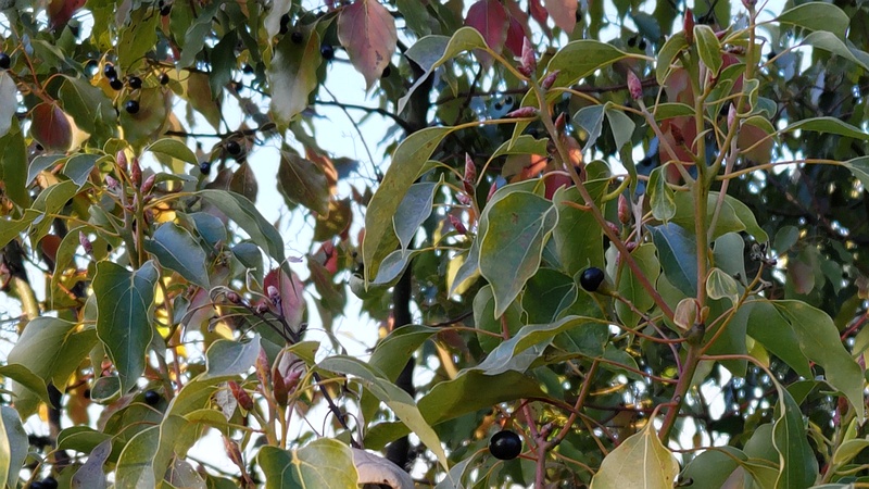 クスノキの果実と新芽 東京都大田区平和島公園