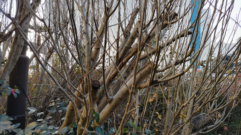 フヨウ 東京都大田区大和大橋