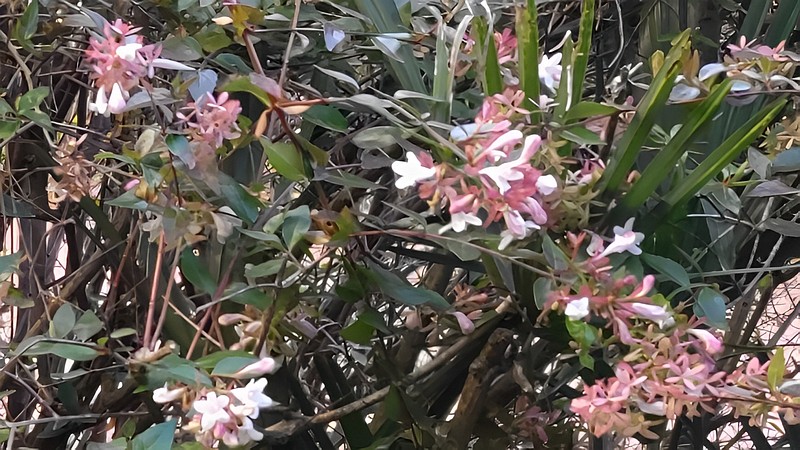 アベリアの種 東京都大田区大和大橋