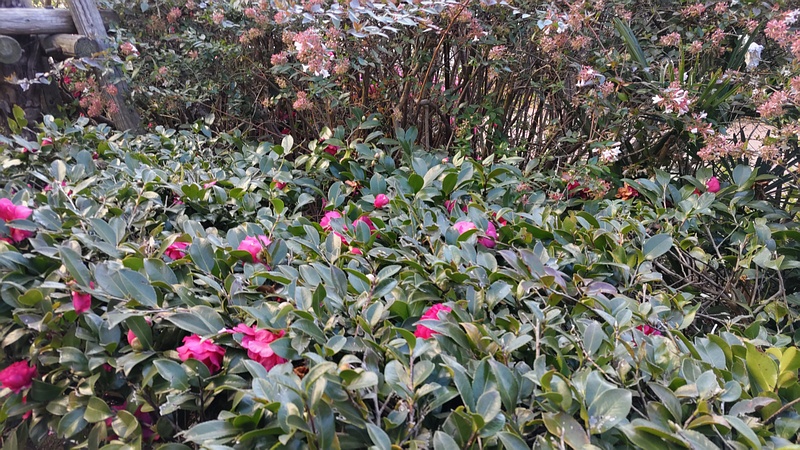 サザンカとアベリア 東京都大田区大和大橋