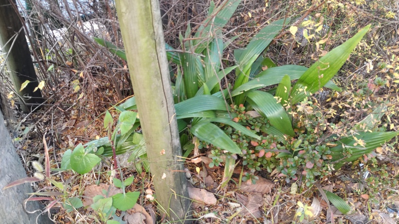 ハラン、ノゲシ、ユキヤナギ 東京都大田区大和大橋