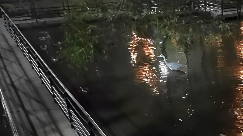 夜のアオサギ 東京都大田区平和の森公園