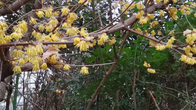 ロウバイの花 横浜市旭区今宿南町