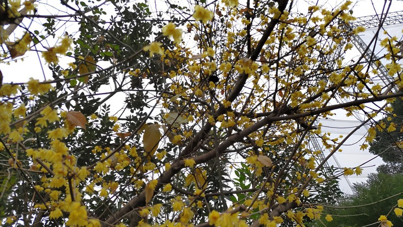ロウバイの花 横浜市旭区今宿南町