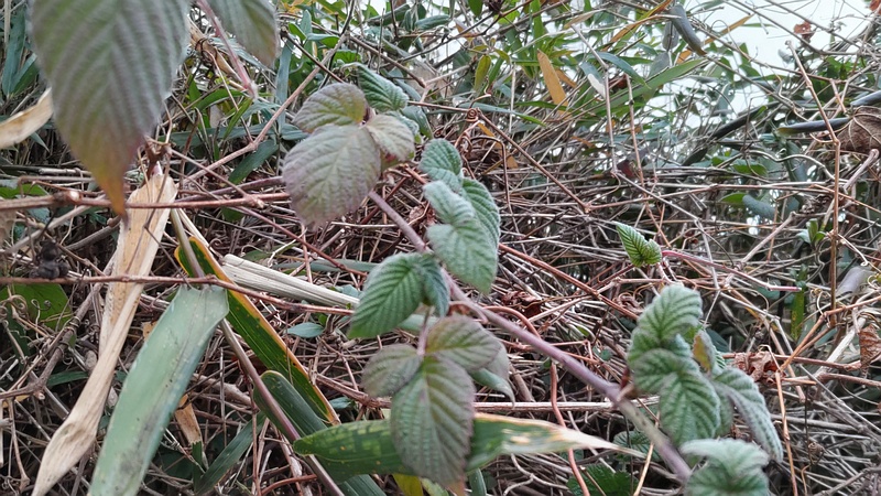 キイチゴ 横浜市旭区今宿南町