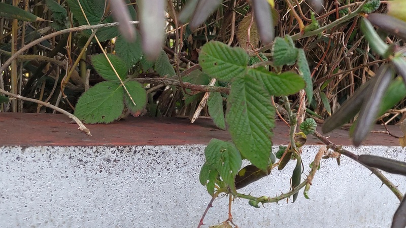 キイチゴ 横浜市旭区今宿南町
