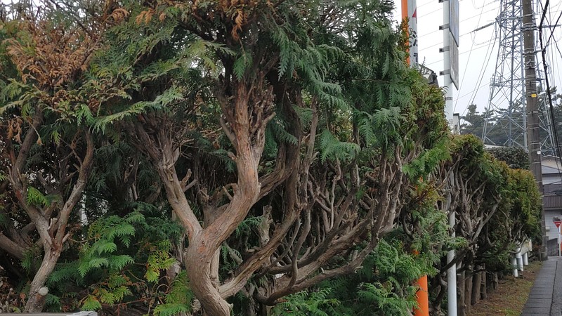 カイヅカイブキ 横浜市旭区中希望が丘