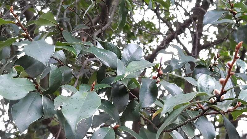 ツバキの冬芽 横浜市旭区希望が丘ふれあいの森公園
