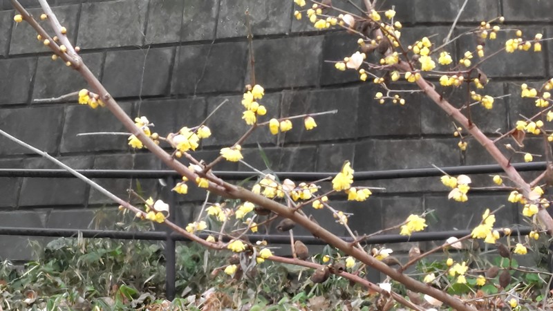 ロウバイの花と果実の残骸 横浜市旭区希望が丘水の森公園