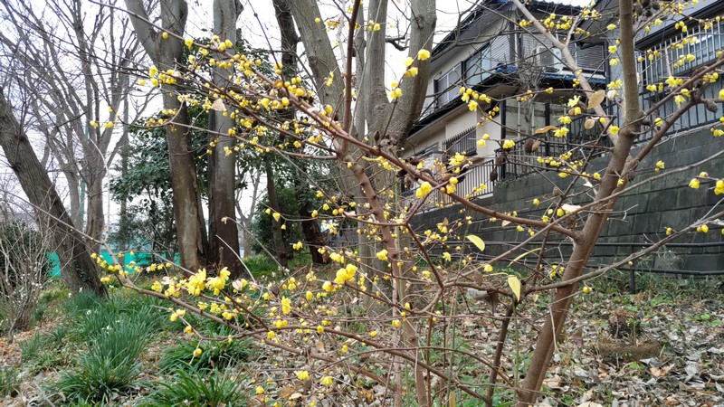 ロウバイの花 横浜市旭区希望が丘水の森公園