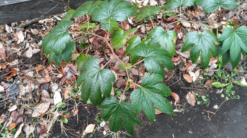 カジイチゴ 横浜市旭区希望が丘水の森公園