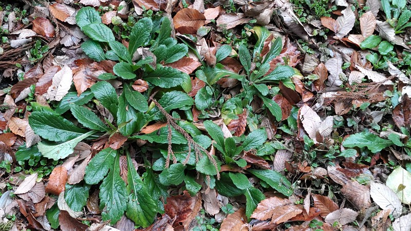ハルジオン 横浜市旭区希望が丘水の森公園