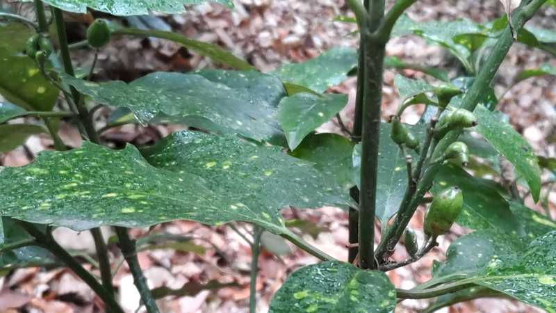 アオキ 横浜市旭区希望が丘水の森公園