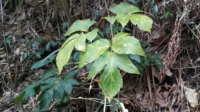 アシタバ 横浜市旭区中希望が丘