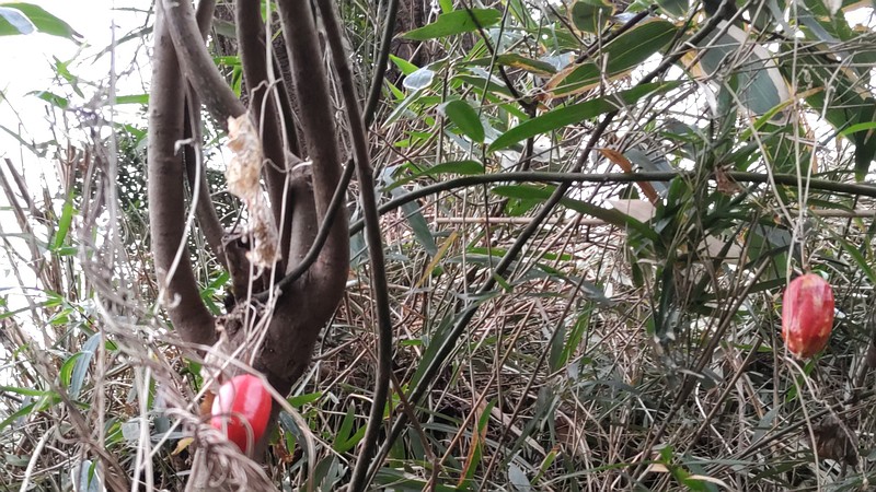 カラスウリ 横浜市旭区中希望が丘